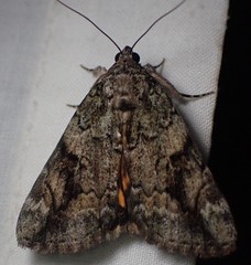 Catocala micronympha