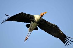 Mycteria leucocephala