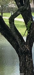 Iguana iguana
