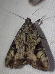 Catocala micronympha