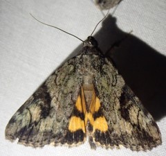 Catocala micronympha