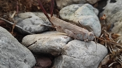 Sphingonotus caerulans