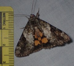 Catocala micronympha