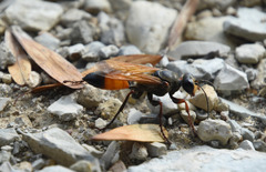 Sphex flavipennis