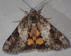 Catocala micronympha