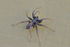 Pardosa abagensis