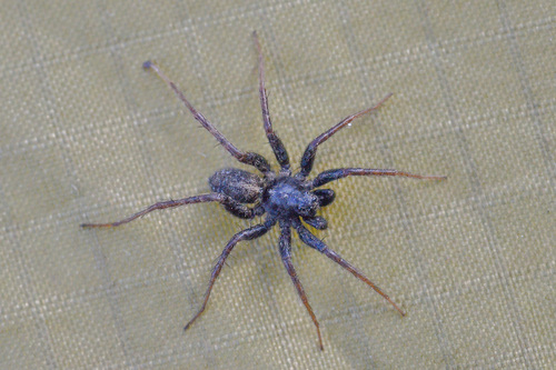 Pardosa abagensis