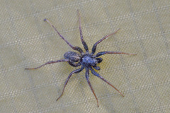 Pardosa abagensis