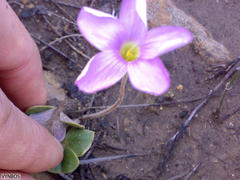 Oxalis truncatula