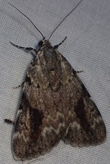 Catocala micronympha