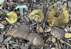 Cyanoboletus cyaneitinctus