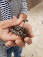 Elaphe quatuorlineata