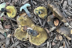 Cyanoboletus cyaneitinctus
