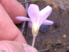 Oxalis truncatula