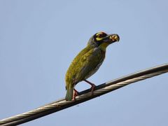 Psilopogon haemacephalus