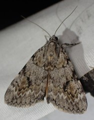 Catocala amica