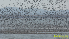 Sibirionetta formosa