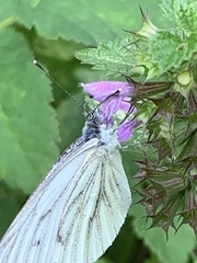 Pieris napi