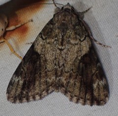 Catocala micronympha