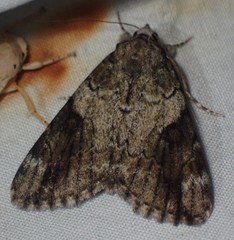 Catocala micronympha