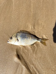 Diplodus bellottii
