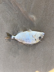 Diplodus bellottii