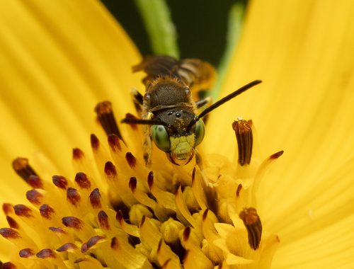 Composite Bare-Miner photographed in Ohio
