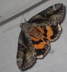 Catocala micronympha