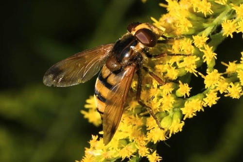 Lesser Hornet Hoverfly, Pilisborosjenő, 2097 Hungary, photo 10 of 10