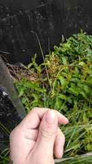 Carex brongniartii
