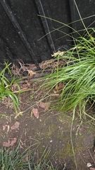 Carex brongniartii