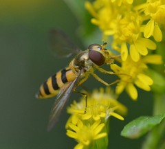 Meliscaeva cinctella image