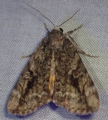 Catocala micronympha