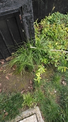 Carex brongniartii
