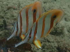Chelmon rostratus