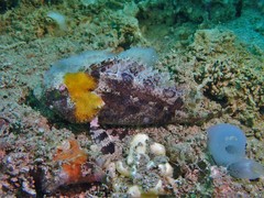 Centrogenys vaigiensis