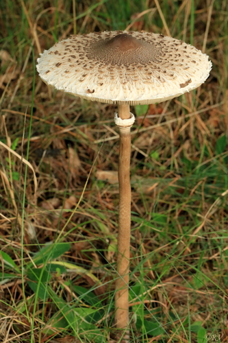 Skėtinė žvynabudė nuotrauka