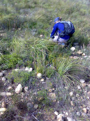 Protea scorzonerifolia