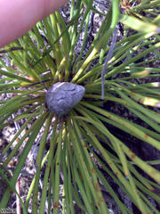 Protea scorzonerifolia