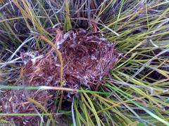 Protea scorzonerifolia