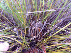Protea scorzonerifolia