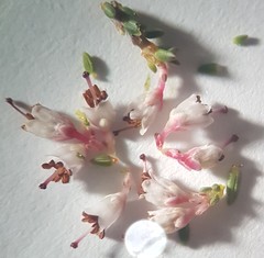 Erica paniculata