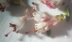 Erica paniculata