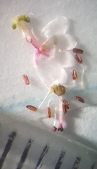 Erica paniculata
