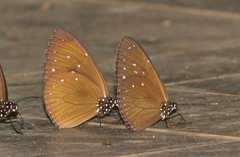 Euploea tulliolus ledereri