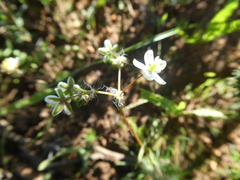 Pharnaceum elongatum