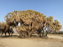 Hyphaene thebaica