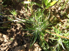 Pharnaceum elongatum