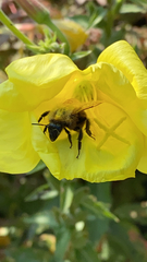 Bombus