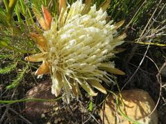 Protea scorzonerifolia
